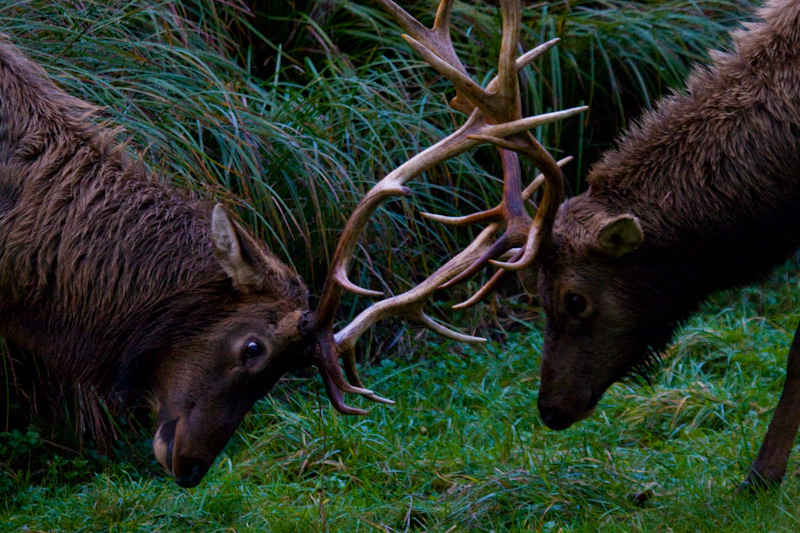 Elk Sparring